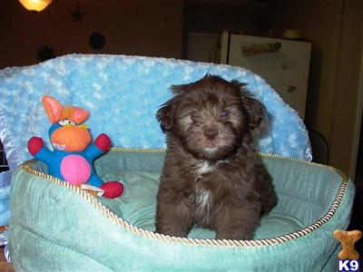 Havanese Puppies for Sale